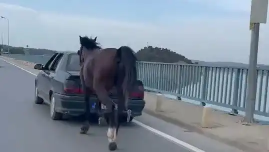 Adana'da Ata Eziyet Eden Kişi Yakalandı, Ceza Süreci Başladı!