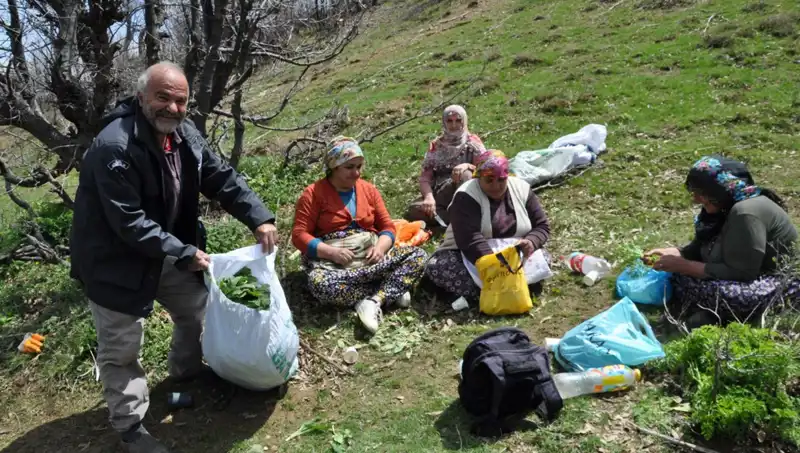 Yürüyerek Topladıkları Bitkilerle Ailelerini Geçindiriyorlar: Kilosu 250 Lira