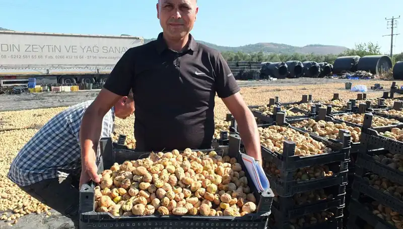 Balıkesir'de Hasat Zamanı: İhracat Hedefi Çin ve Rusya