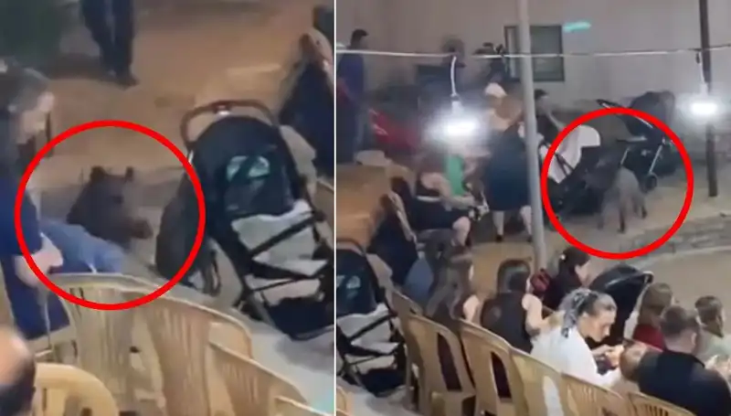 Düğün Töreninde Başına Gelen Yaban Domuzu Konukları Şaşırttı