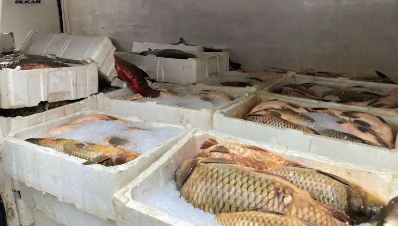 Kaçak Balık Avına Cezalar Yükseliyor: Balıkçılar Dikkat!