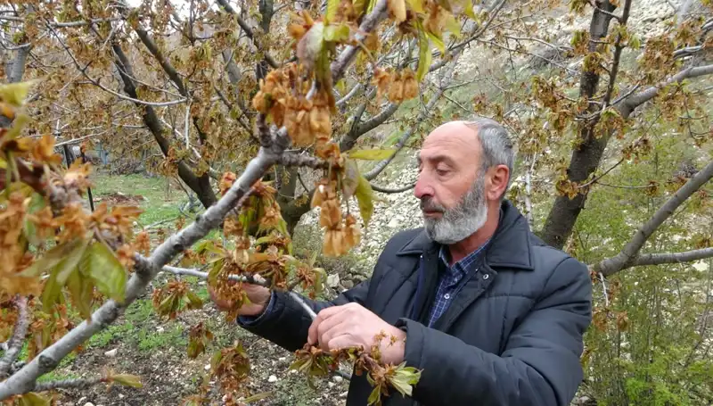 Zirai Don Tehdidi: Albastı Kirazı Üreticilerini Zor Durumda Bıraktı
