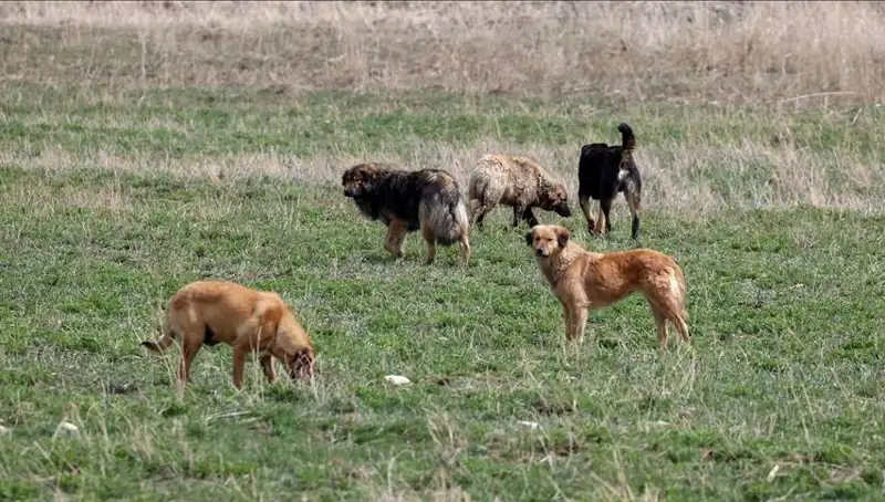 Ankara'da Sahipsiz Köpekler İçin Çarpıcı Cezalar: 71 Bin Lira Başladı!