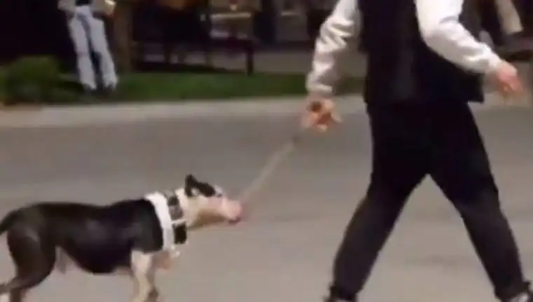Ağızlıksız Pitbull, Diğer Köpekleri Saldırısına Uğrattı: Sahibine Ceza Ödendi