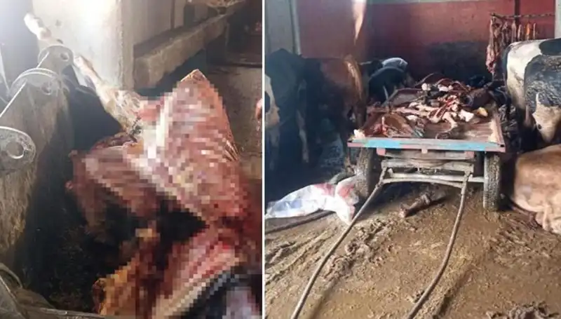 Adana'da Şok: 2,5 Ton At Eti Yakalandı, 4 At Kurtarıldı!