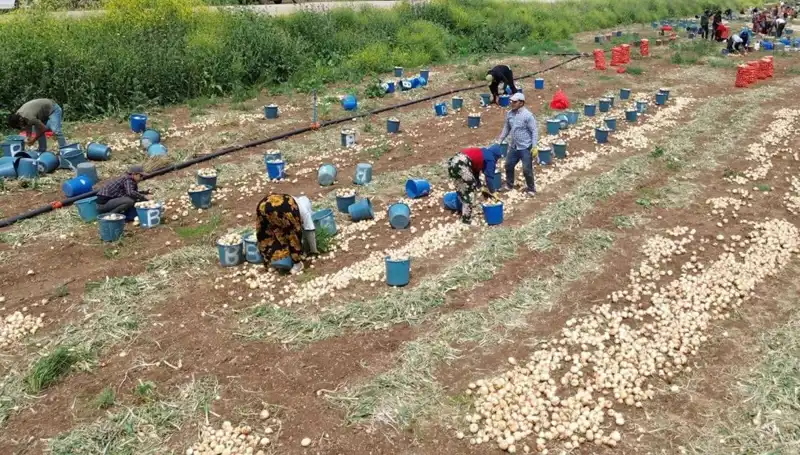 Soğan Hasatında Düşen Fiyatlar Tüketiciyi Sevindiriyor