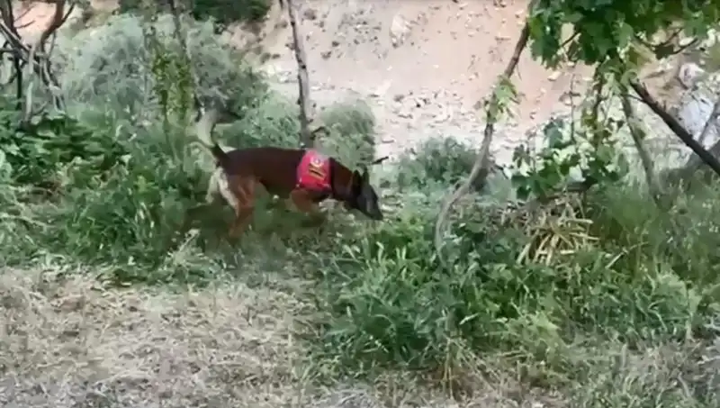 Derede Gizlenen Esrarı Dedektör Köpek Buldu: Olayın Ayrıntıları Ortaya Çıktı