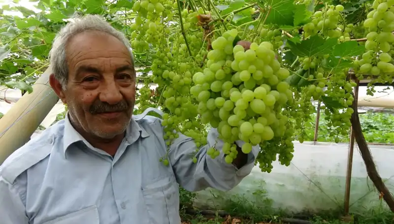 Zirai Don Olayı Meyve Fiyatlarını Düşürdü: İlk Ürünler 250 TL'den Satışta!