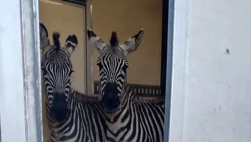 Sınırda Durdurulan Minibüste Şaşırtan Yük: Zebra, Maymun, Antilop ve Kuğu!