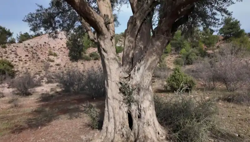 800 Yıldır Hayat Süzgeci: Efsanevi Zeytin Ağacı ve Koruma Mücadelesi