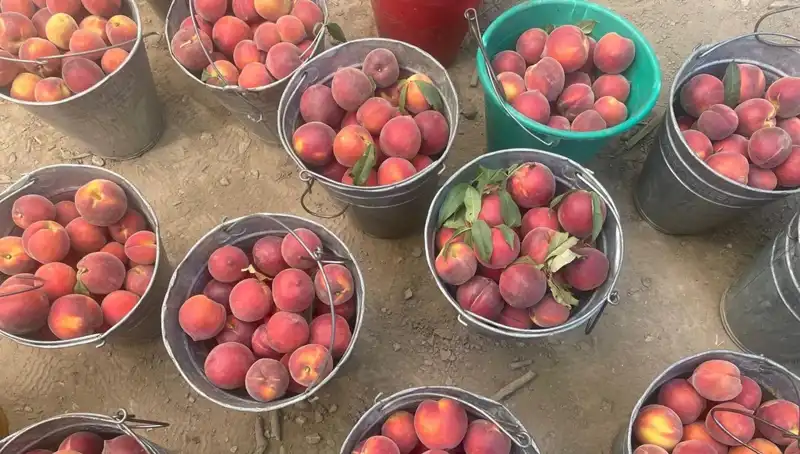 Bu Yıl Çiftçilerin Yüzünü Güldüren Hasat: Fiyatlar Zirveye Ulaştı