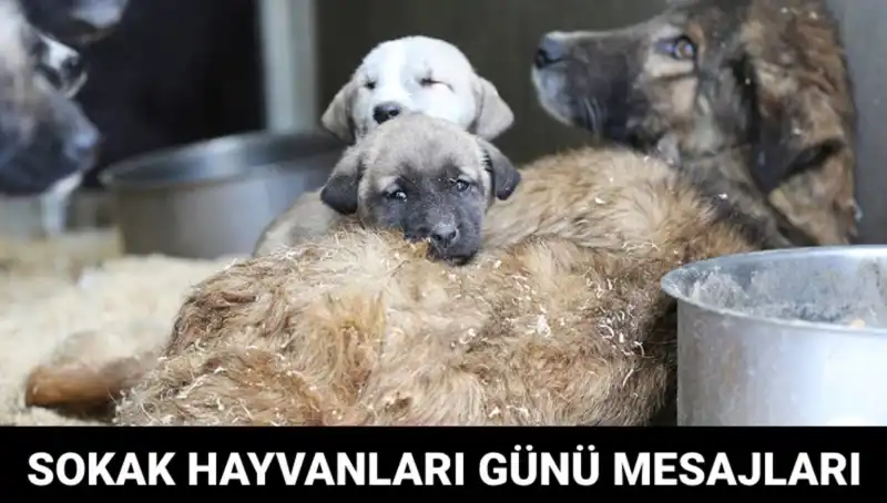 Dünya Sokak Hayvanları Günü: Hayvanlar için Bir Farkındalık Günü