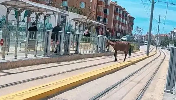 Eskişehir Tramvay Raylarında Baş Başına Aynı Anda Dolaşan At Şaşkınlığı