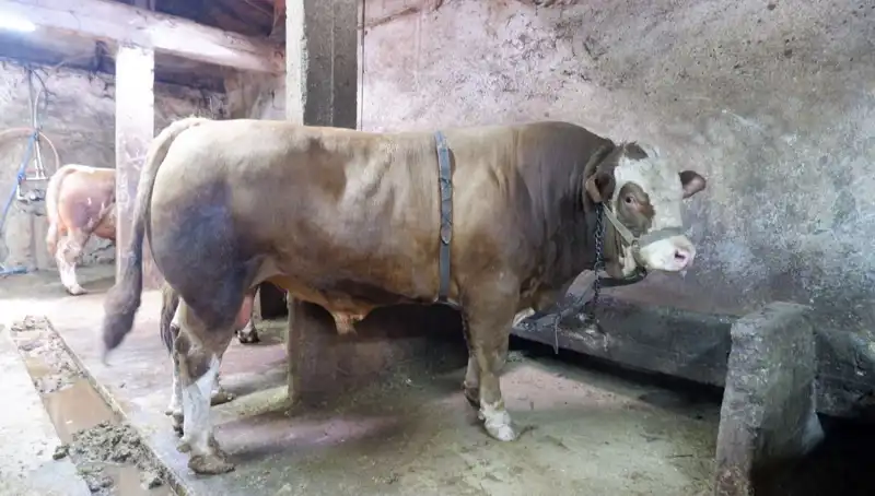 Dünyanın En Pahalı İnsana Yapılan Yatırım: Tam 1 Ton 200 Kilo Fiyata Doyurucu Bir Hikaye