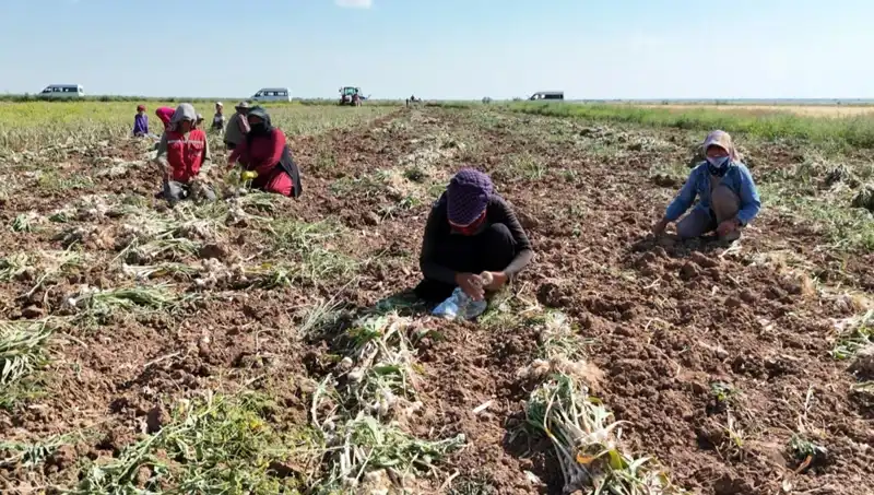 Rusya, Almanya ve İspanya’nın Antibiyotiği: Hasat Dönemi Başladı!