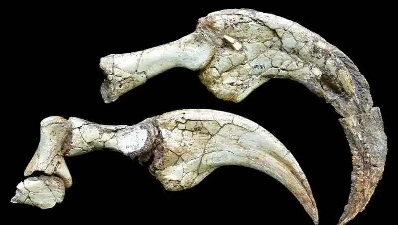 Gobi Çölü'nde Dev Dinozor Keşfi: İki Parmaklı Yeni Tür Ortaya Çıktı!