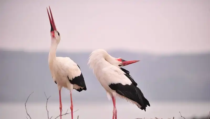 Yaren'i Görmek İçin Türkiye'ye Akın Eden Marteniçka Heyecanı!
