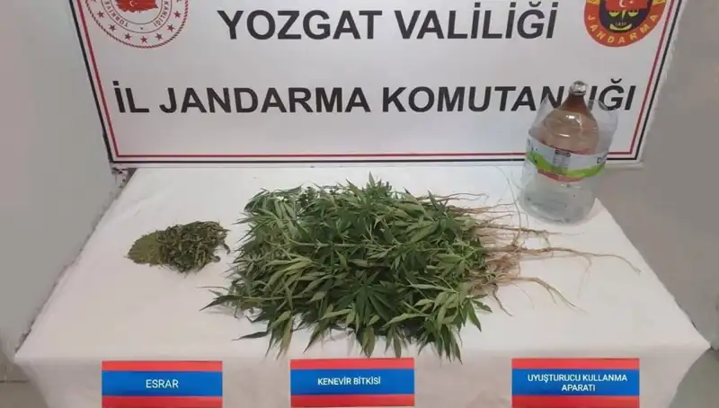 Yozgat’ta Yapılan Operasyonda 40 Kök Kenevir Ele Geçirildi