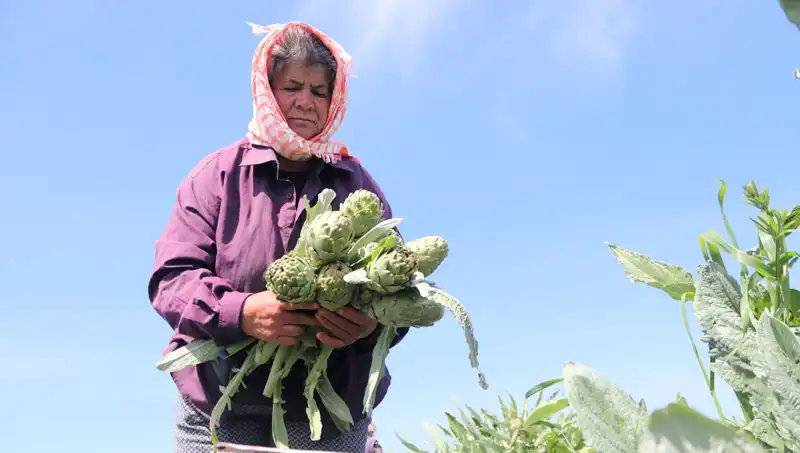 Tarladan Sofralara: Tezgahlardaki Yenilikle Tanesi 50 TL!