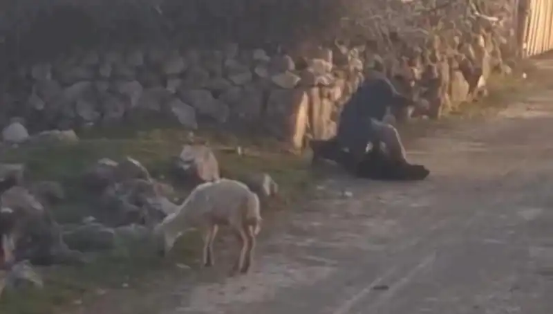 Koyuna Eziyet Eden Kişi Gözaltına Alındı: Hayvan Hakları İhlali Tartışmaları Başladı