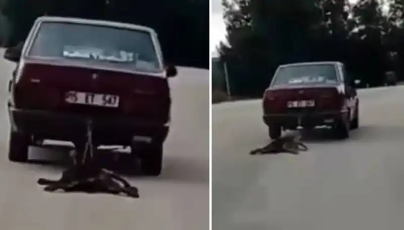 Otomobilin Arkasına Bağlanan Köpek, Sürüklenirken Yüreklere Sındı!