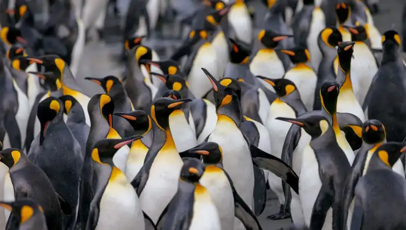 Trump’ın Gümrük Vergisi Listesine Penguenler de Eklendi!