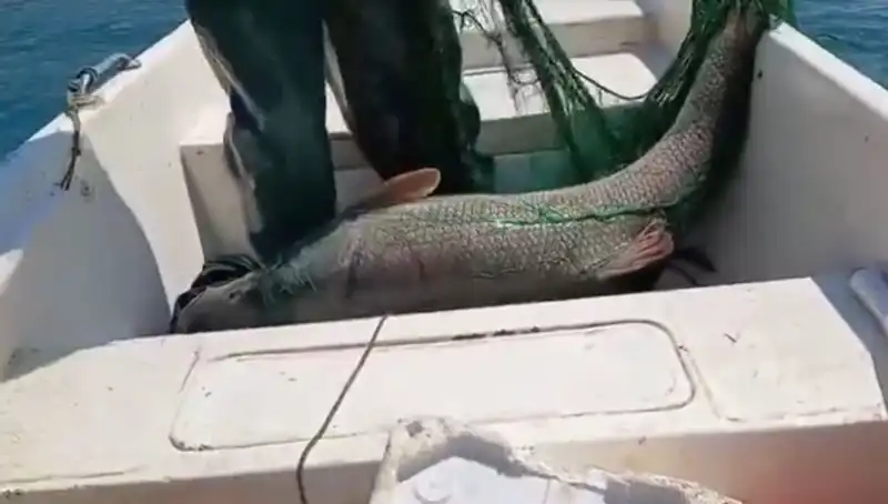 72 Kilogramlık Sıradışı Turna Balığı Avı: Yüzyılın Rekoru