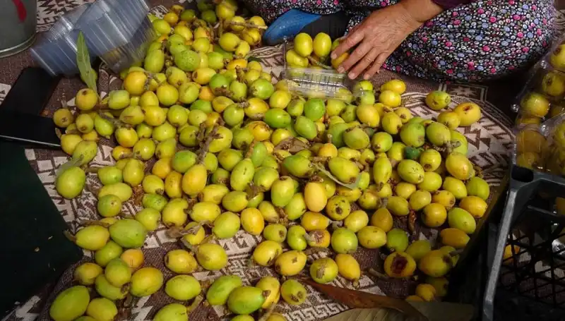 Türkiye'nin Muşmula Hasadı Başladı: Kilosu 150 TL!