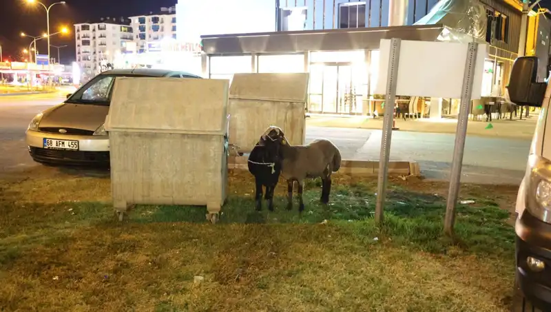 Mor Karaman Koyunları Yolda Kaderlerine Terk Edildi: Neyin Peşindeler?