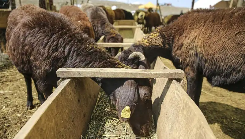 Şap Hastalığı Alarmı: Hayvan Pazarı Kapandı, Yeni Önlemler Alındı