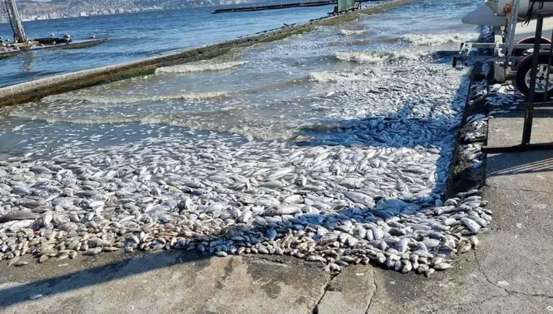 İzmir Körfezi'nde Temizlik Seferberliği: Deniz Hayatı Yeniden Canlanıyor!