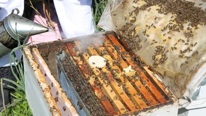 Genç Arıcı, Ata Mesleğine Sahip Çıkıyor: 800 Kovandan Yurt Dışına Bal İhraç Ediyor
