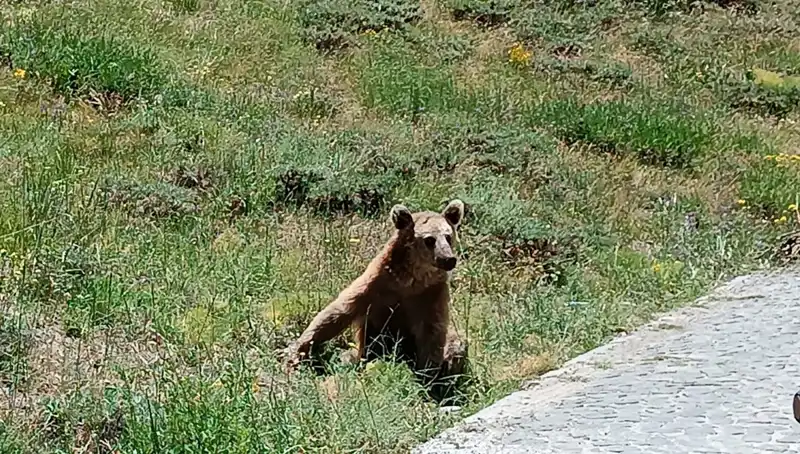 Nemrut Dağı'na Gidenler Dikkat! Bozayla İlgili Önemli Uyarılar Geldi