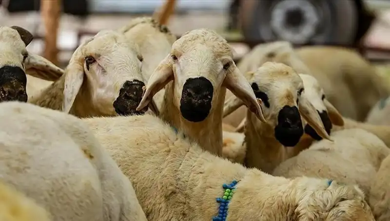 Kurban Bayramı Tarihleri ve Tatili Hakkında Son Gelişmeler