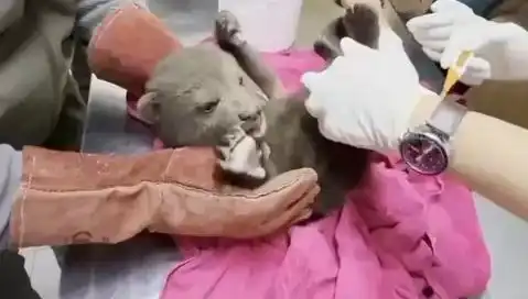 Karabük'te Yavru Bozayı İle Biyolojik Çeşitlilik Yeniden Doğuyor