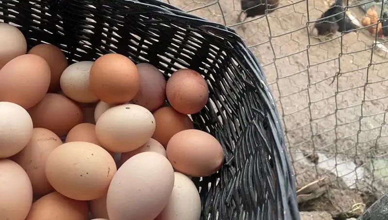 Okulların Açılmasıyla Birlikte Dünyanın En Ucuz Proteini: Öğrenciler İçin İdeal Çözüm!