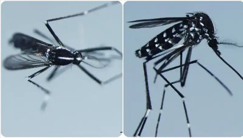 Chikungunya Virüsü: Belirtileri, Tehditleri ve Vaka Ülkeleri