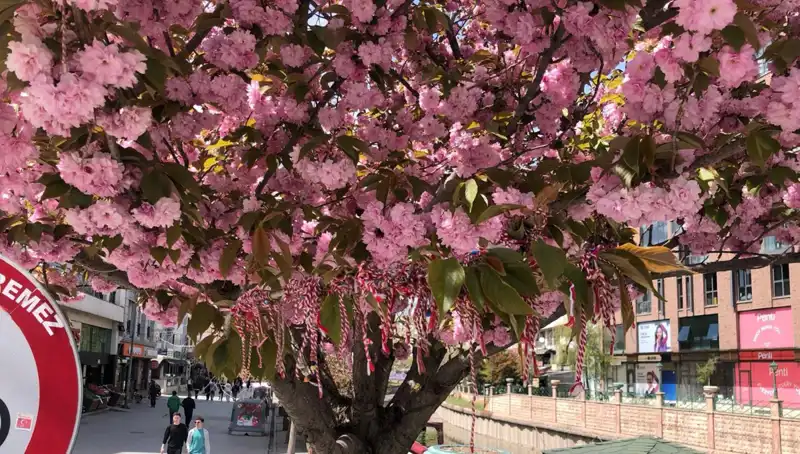 Süs Erik Ağaçları Martenitsa ile Büyüleyici Bir Gelenekle Süslendi